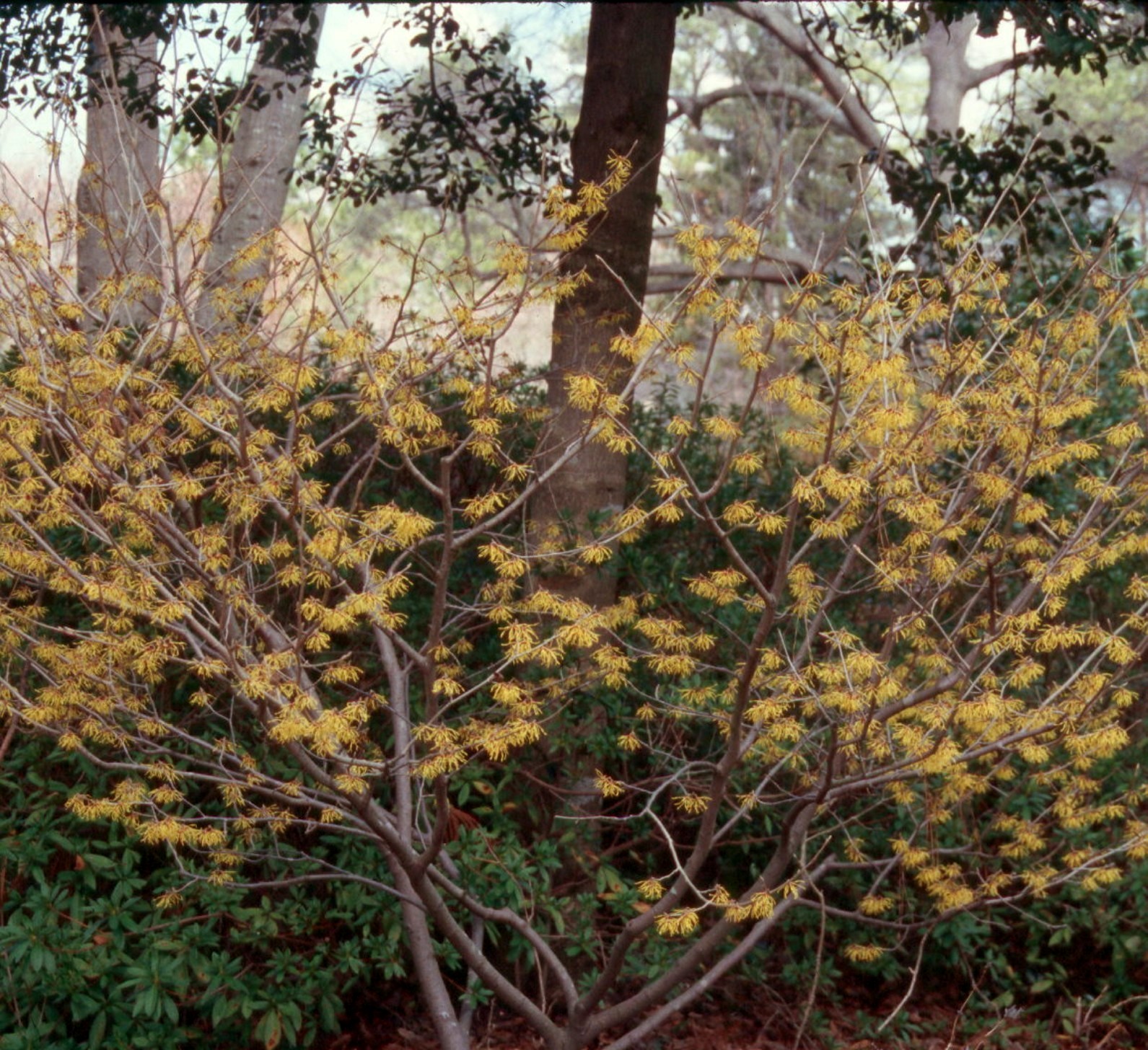 online-plant-guide-hamamelis-virginiana-witch-hazel